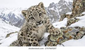 Attēlu rezultāti vaicājumam “Lycogala leopardinum young”