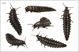 Attēlu rezultāti vaicājumam “Silpha obscura larva”