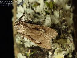 Attēlu rezultāti vaicājumam “Semioscopis avellanella”