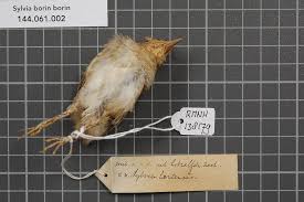 Attēlu rezultāti vaicājumam “Sylvia borin nest”