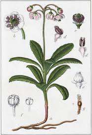 Attēlu rezultāti vaicājumam “Chimaphila umbellata”