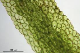 Attēlu rezultāti vaicājumam “Riccardia multifida”