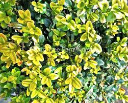 Attēlu rezultāti vaicājumam “Buxus sempervirens flower”