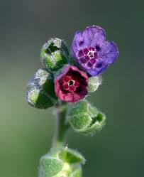 Attēlu rezultāti vaicājumam “Cynoglossum officinale flower”