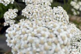 Attēlu rezultāti vaicājumam “Achillea millefolium”