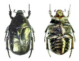 Attēlu rezultāti vaicājumam “Liocola lugubris”