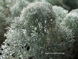 Attēlu rezultāti vaicājumam “Cladonia stellaris”