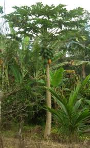 Image result for Carica papaya