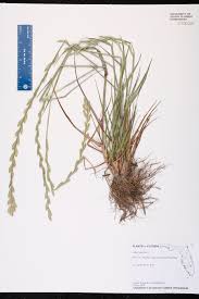 Attēlu rezultāti vaicājumam “Lolium perenne”