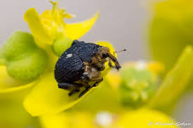 Attēlu rezultāti vaicājumam “Mononychus punctumalbum”