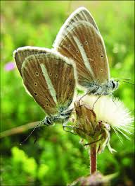 Attēlu rezultāti vaicājumam “Agrodiaetus damon”