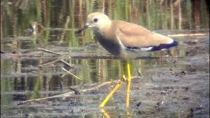 Image result for Vanellus leucurus