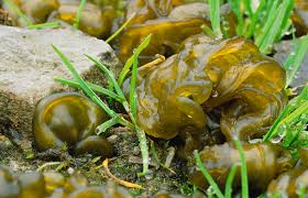 Attēlu rezultāti vaicājumam “Nostoc commune”