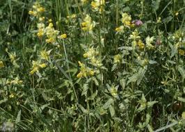 Attēlu rezultāti vaicājumam “Rhinanthus serotinus”