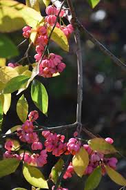Attēlu rezultāti vaicājumam “Euonymus europaeus flower”
