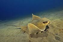 Image result for Myliobatis aquila