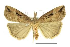 Attēlu rezultāti vaicājumam “Hypena rostralis”