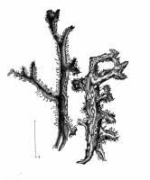 Attēlu rezultāti vaicājumam “Cetraria ericetorum”