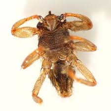 Attēlu rezultāti vaicājumam “Lipoptena cervi”