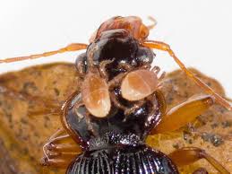 Attēlu rezultāti vaicājumam “Poecilochirus sp.”