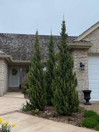 Attēlu rezultāti vaicājumam “Juniperus chinensis”