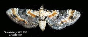 Attēlu rezultāti vaicājumam “Eupithecia linariata”