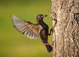 Attēlu rezultāti vaicājumam “Sturnus vulgaris”