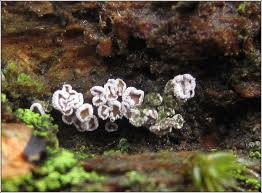 Attēlu rezultāti vaicājumam “Proliferodiscus pulveraceus”