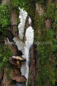 Attēlu rezultāti vaicājumam “Brefeldia maxima macro”