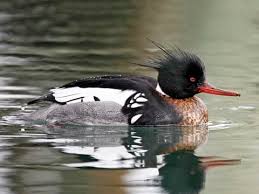 Attēlu rezultāti vaicājumam “Mergus merganser female”