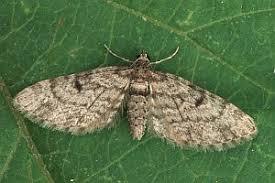 Attēlu rezultāti vaicājumam “Eupithecia tantillaria”