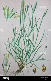 Attēlu rezultāti vaicājumam “Phleum pratense”