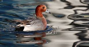 Attēlu rezultāti vaicājumam “Anas penelope”