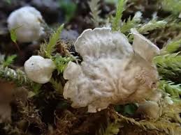 Attēlu rezultāti vaicājumam “Rimbachia neckerae”