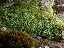 Attēlu rezultāti vaicājumam “Pohlia cruda”