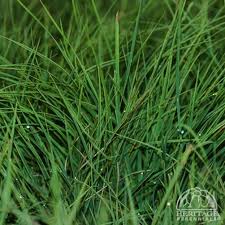 Attēlu rezultāti vaicājumam “Carex nigra”