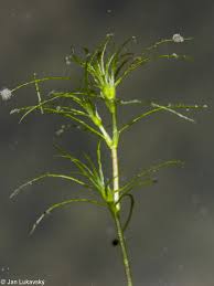 Attēlu rezultāti vaicājumam “Najas minor leaf”