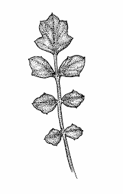 Attēlu rezultāti vaicājumam “Cardamine pratensis leaf”
