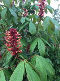 Attēlu rezultāti vaicājumam “Aesculus”