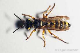 Attēlu rezultāti vaicājumam “Cerceris arenaria”