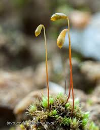 Attēlu rezultāti vaicājumam “Bryum weigelii macro”
