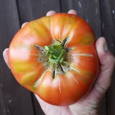 Afbeeldingsresultaat voor brandywine sudduth tomato