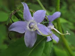 Image result for Campanula affinis