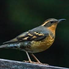 Image result for Ixoreus naevius