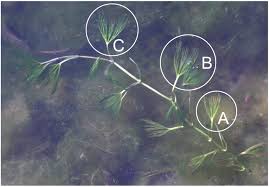 Attēlu rezultāti vaicājumam “Batrachium”