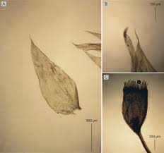 Attēlu rezultāti vaicājumam “Brachythecium salebrosum sporophyte”