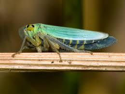 Attēlu rezultāti vaicājumam “Cicadella viridis”