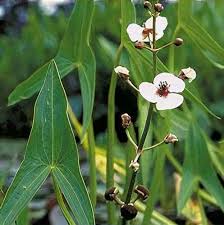 Attēlu rezultāti vaicājumam “Sagittaria sagittifolia fruit”