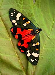 Attēlu rezultāti vaicājumam “Callimorpha dominula”