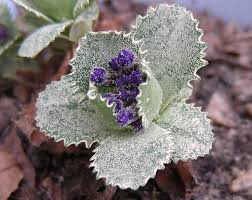 Attēlu rezultāti vaicājumam “Primula farinosa leaf”